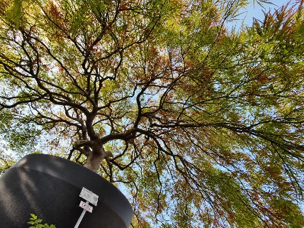 Érable du Japon en pot vu sous son feuillage