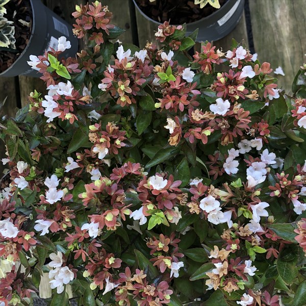 abelia grandiflora prostrata.jpg