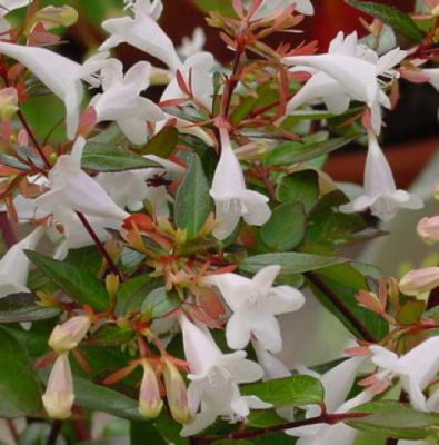ABELIA GRANDIFLORA CLT 2-3.jpeg