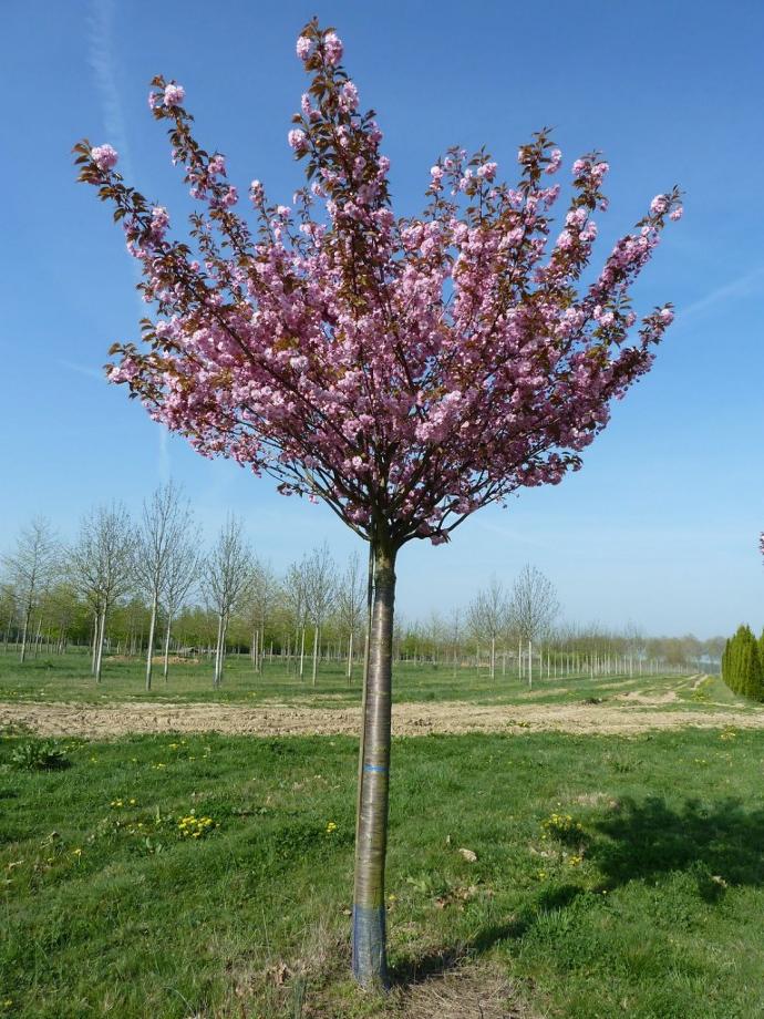 [10223] PRUNUS SERRULATA KANZAN CLT 130 CEPEE 250/300