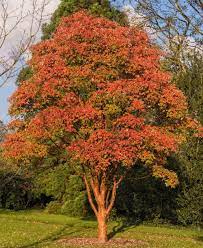 [0189] ACER GRISEUM CEPEE 250/300 (POT 160L)