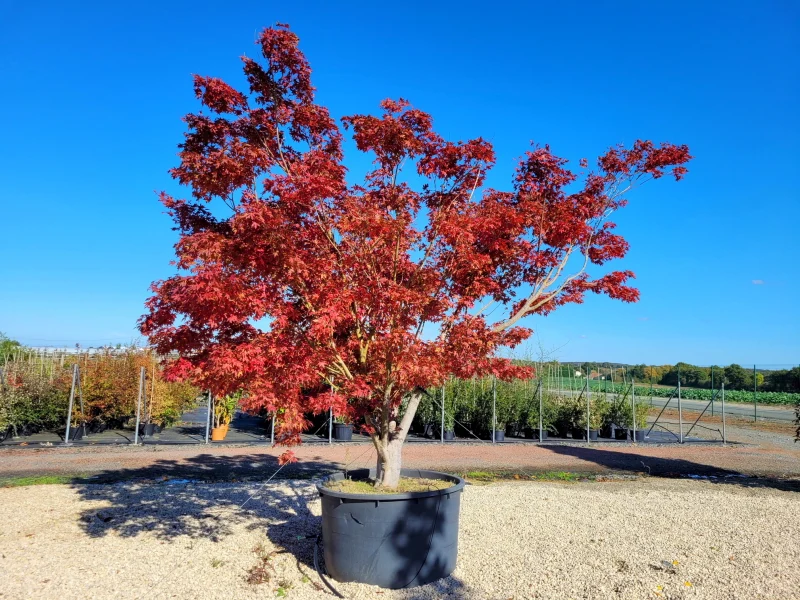ACER PALMATUM CEPEE 300/350