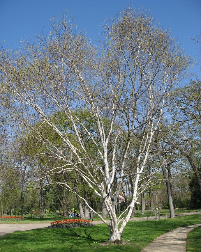[1815] BETULA UTILIS 200/250 (POT 8L)