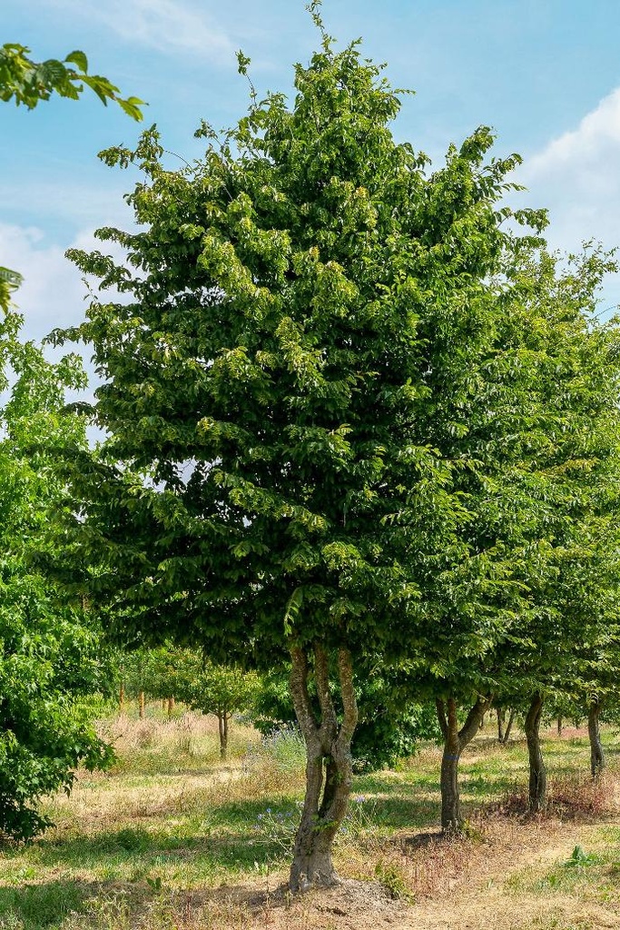 CARPINUS BETULUS TIGE 18-20