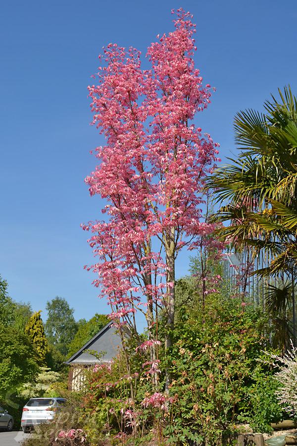 CEDRELA SINENSIS FLAMINGO CLT 230 CEPEE 300/350