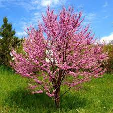 [2902] CERCIS SILIQUASTRUM CEPEE 200/250 (POT 160L, CEPEE, 200/250)
