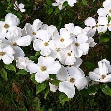 CORNUS EDDIES WHITE WONDER CLT 40 TIGE 10-12