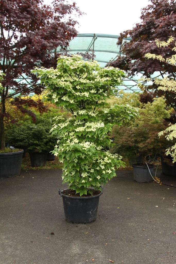 CORNUS KOUSA CLT 40 200/250