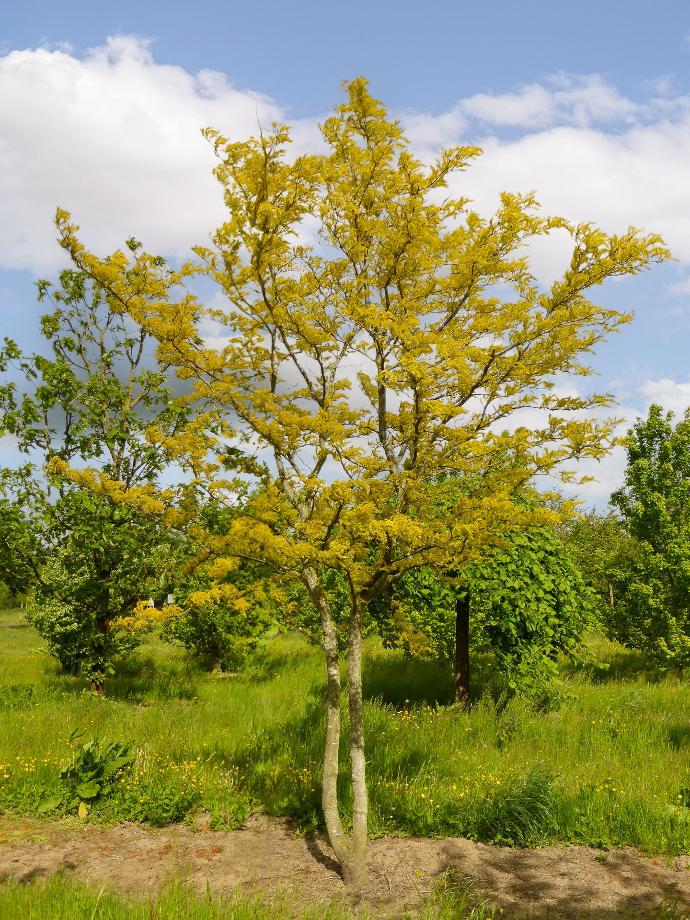 GLEDITSIA TRIACANTHOS SUNBURST CLT 35 TIGE 8-10