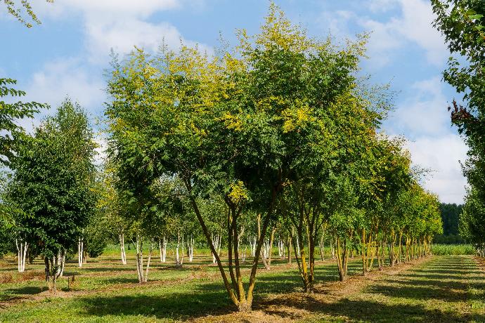 [6771] KOELREUTERIA PANICULATA CEPEE 350/400 (POT 160L)