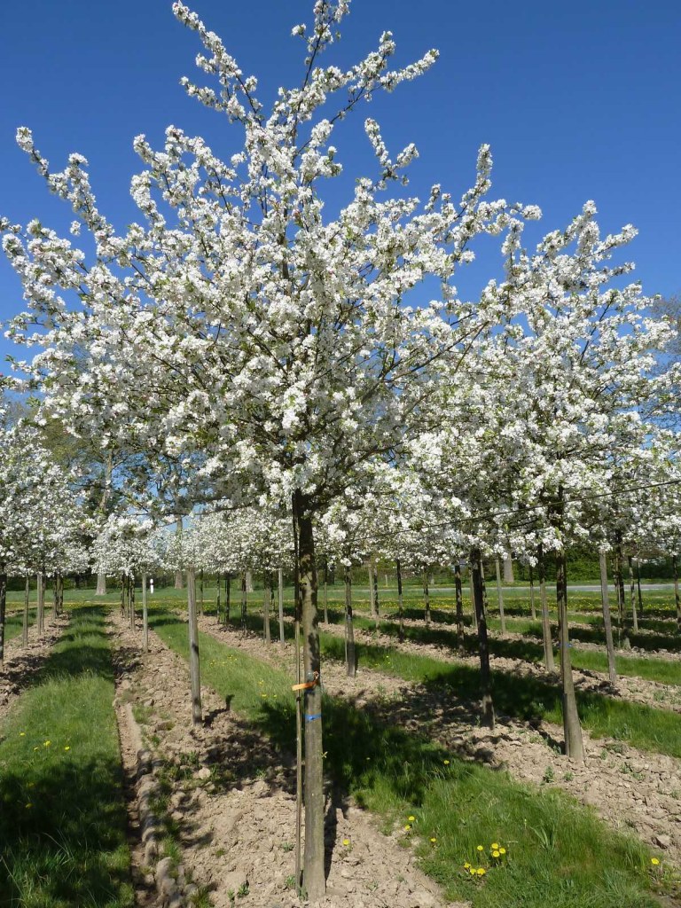 MALUS EVERESTE CLT 90 CEPEE 150/200