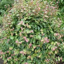 [8587] PARROTIA PERSICA BELLA 250/300 (POT 35L)