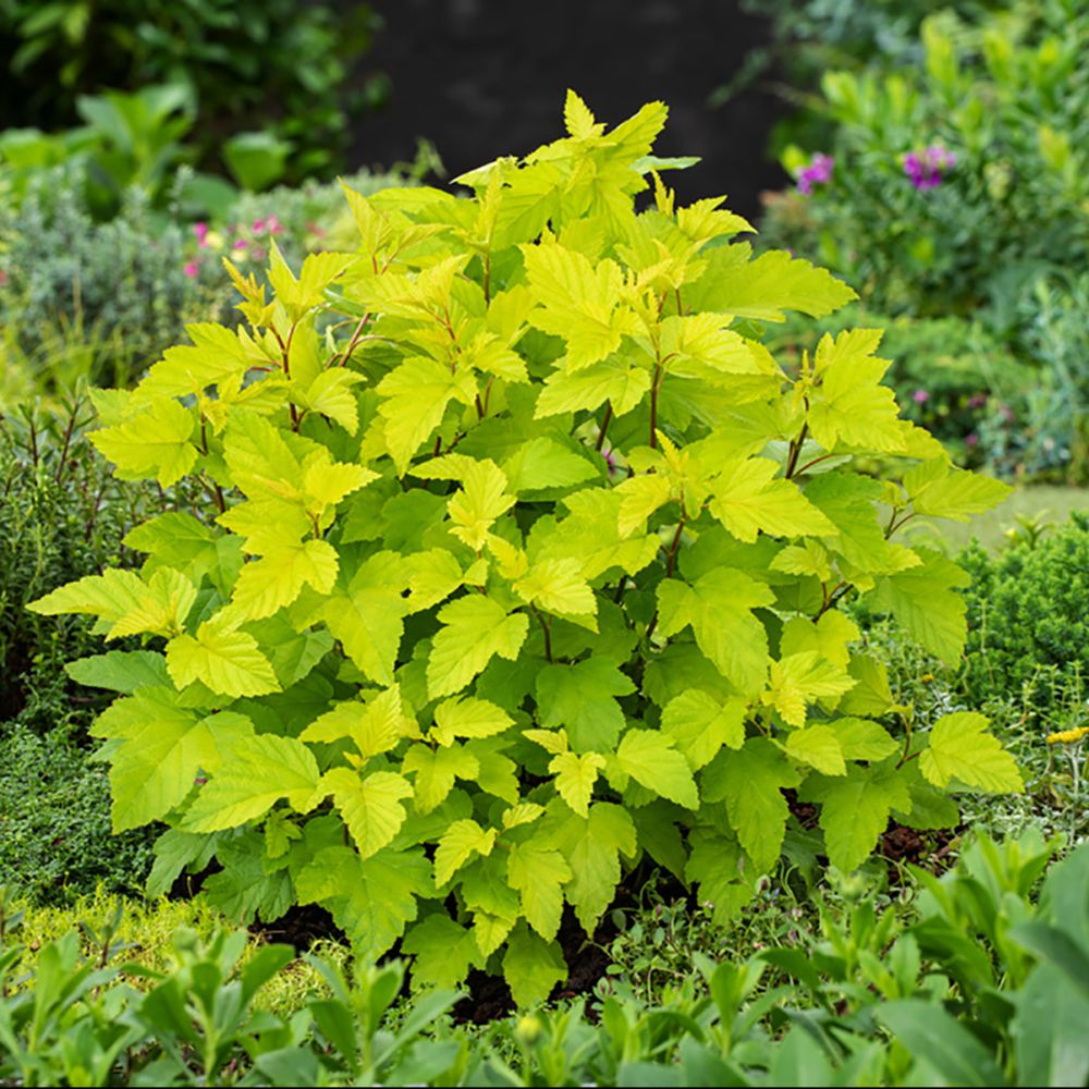PHYSOCARPUS OPULIFOLIUS DART'S GOLD CLT 3 40/60
