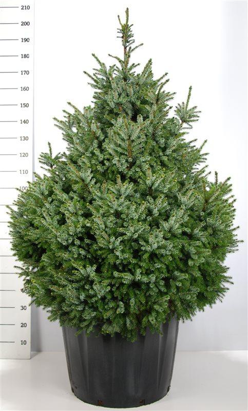 [9039] PICEA OMORIKA NANA CLT 13 35-40