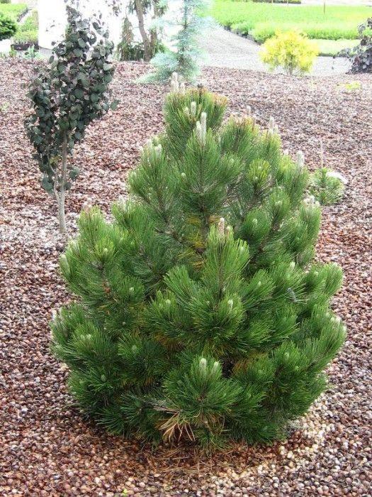 PINUS LEUCODERMIS COMPACT GEM CLT 15 40-50