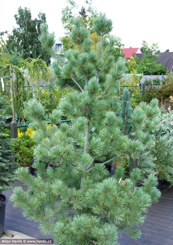[9147] PINUS MONTICOLA AMMERLAND CLT 13 50/60