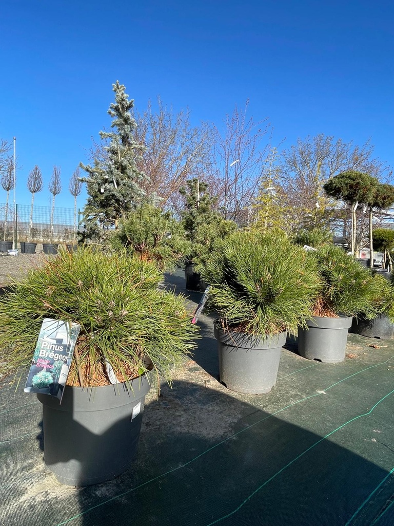 PINUS NIGRA MARIE BREGEON CLT 8 30-40