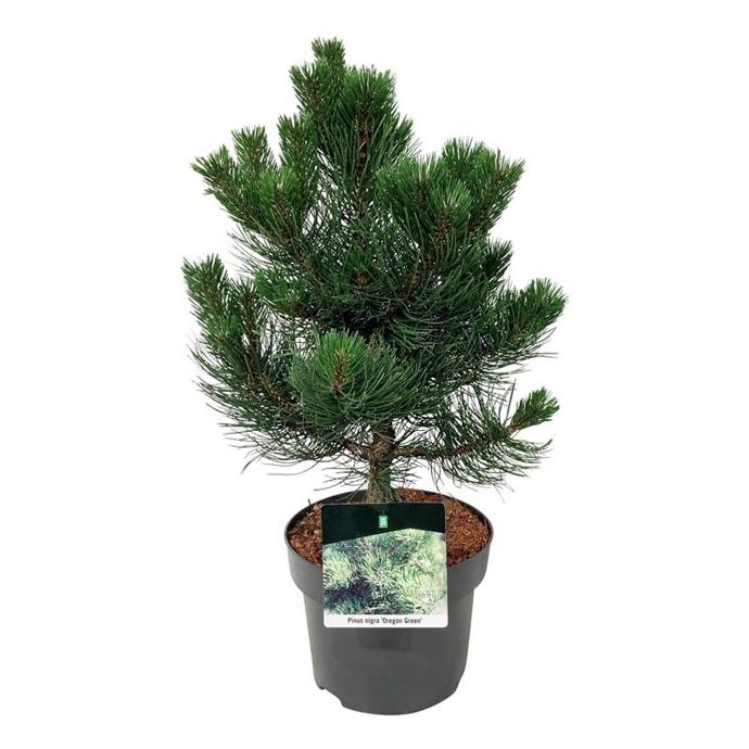 PINUS NIGRA OREGON GREEN CLT 15 40/60