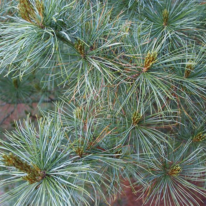 [9244] PINUS PARVIFLORA BERGMAN CLT 18 50/60