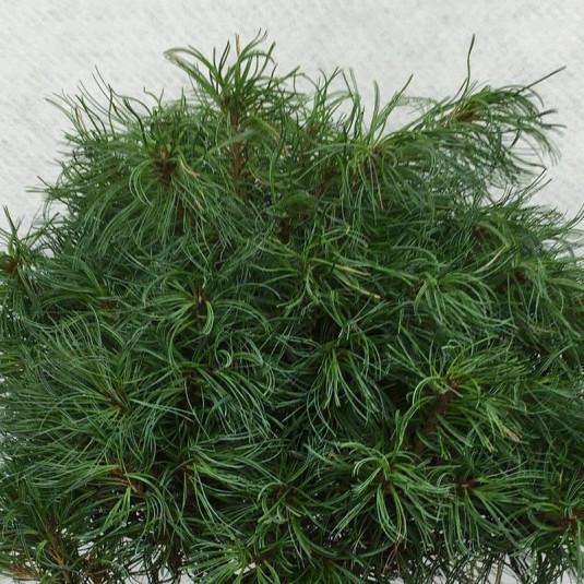 [9273] PINUS STROBUS GREEN TWIST DEMI TIGE (POT 25L)
