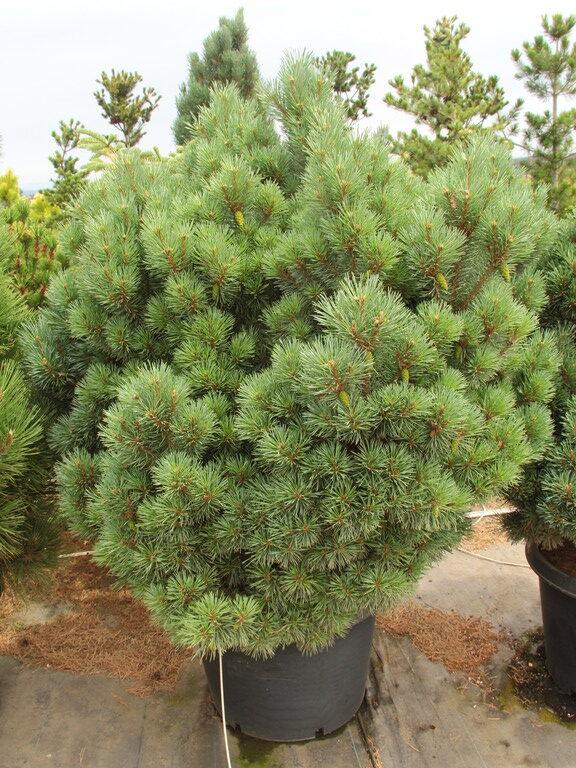 [9291] PINUS SYLVESTRIS CHANTRY BLUE CLT 25 50/60