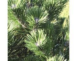 PINUS THUNBERGII THUNDERHEAD CLT 25 50/60