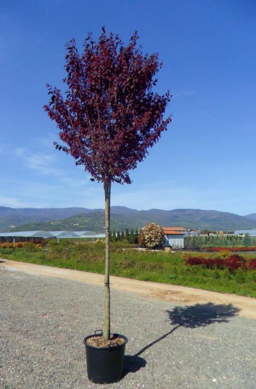 [10043] PRUNUS CERASIFERA NIGRA (PISSARDI) CLT 110 TIGE 16-18