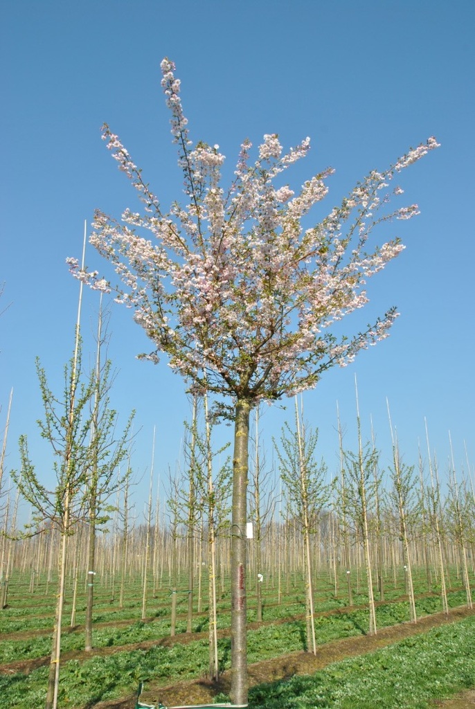 PRUNUS SUBHIRTELLA AUTUMNALIS CLT 130 TIGE 14-16