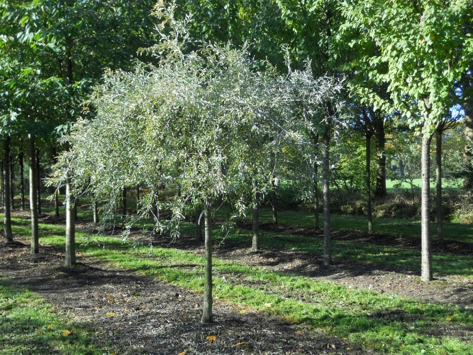 PYRUS SALICIFOLIA PENDULA TIGE 10-12