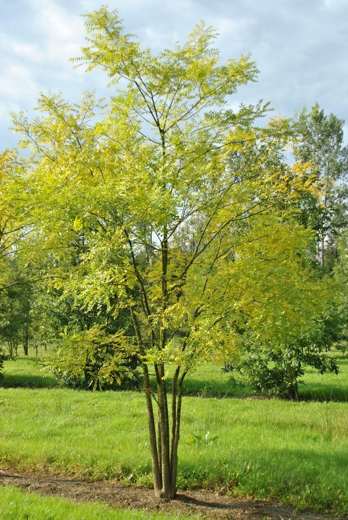 SOPHORA JAPONICA REGENT CLT 110 TIGE 16-18