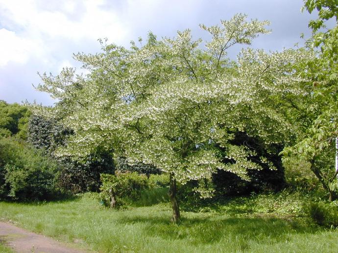 STYRAX JAPONICA TIGE 8-10