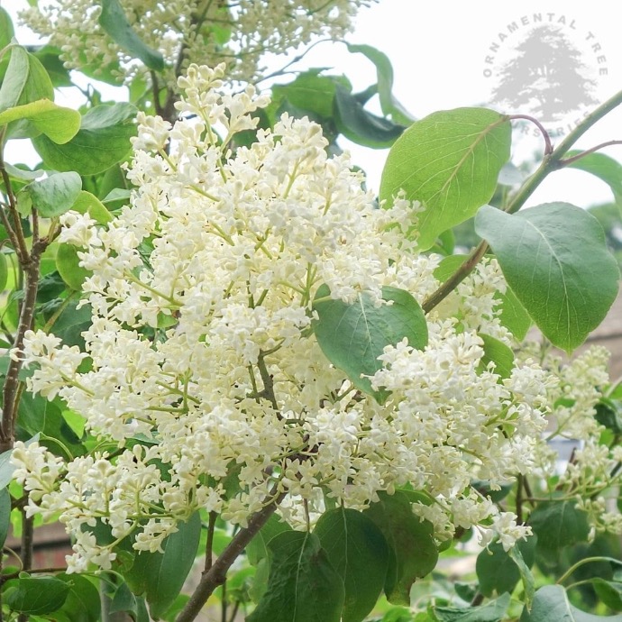[11567] SYRINGA RETICULATA PEKINENSIS CHINA SNOW TIGE 10-12 (POT 30L)