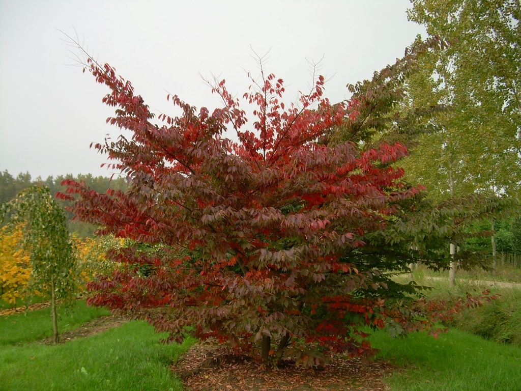 ZELKOVA SERRATA CEPEE 250/300