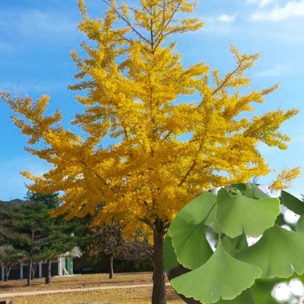 [5705] GINKGO BILOBA 125/150 (POT 10L)