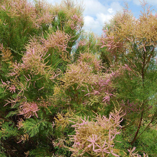 TAMARIX AFRICANA CLT 10 150/175