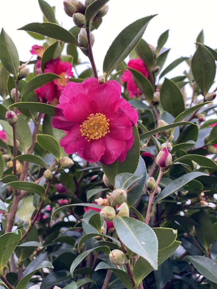 [2316] CAMELLIA SASANQUA KANJIRO CLT 10 60/80