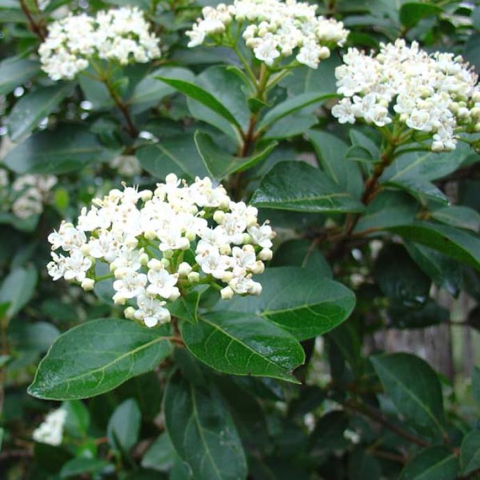 VIBURNUM TINUS 80/100