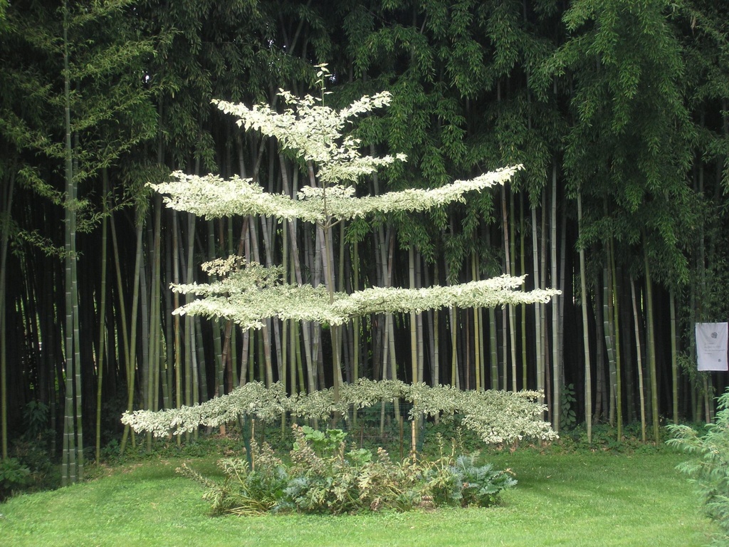 CORNUS CONTROVERSA VARIEGATA CLT 10 80/100