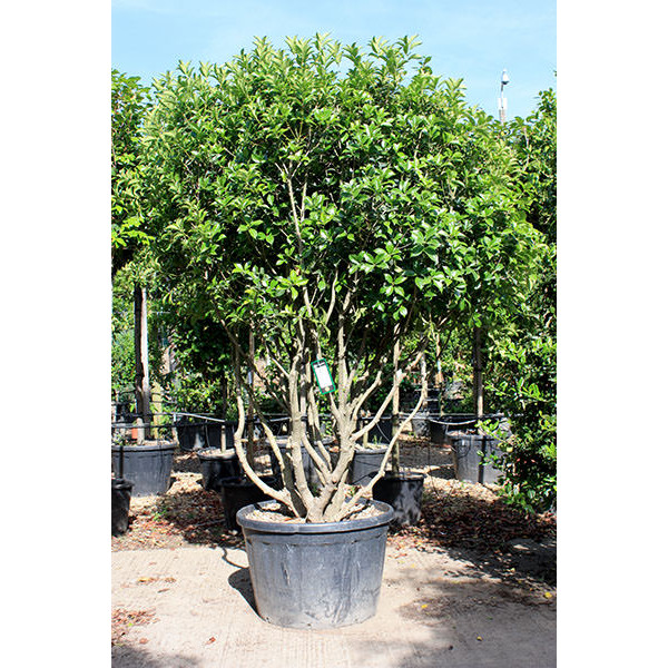 [8490] OSMANTHUS HETEROPHYLLUS 80/100 (POT 10L)