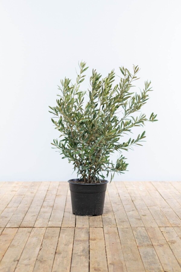[8299] OLEA EUROPAEA (OLIVIER) CLT 45 TRONC BAS (POT 45L, DEMI TIGE)