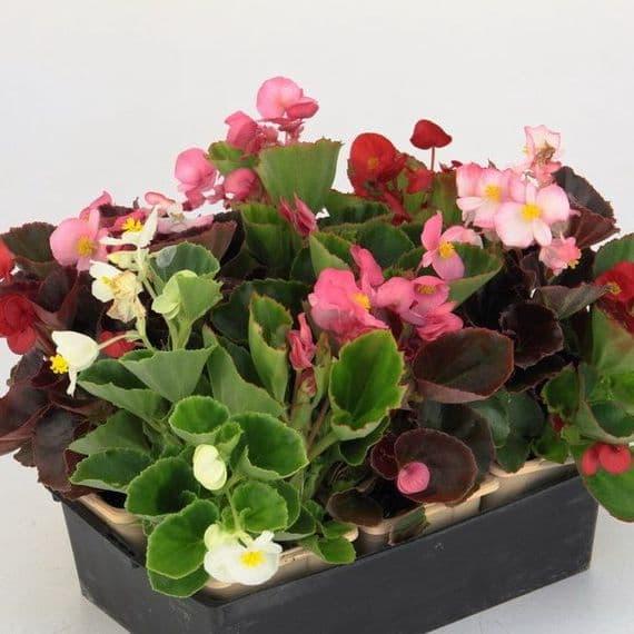 [1751] BEGONIA GDT