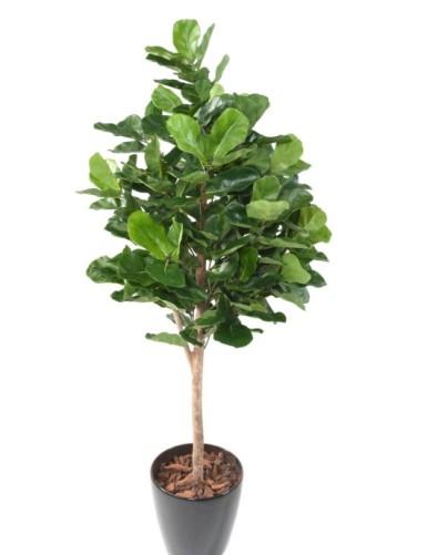 [1361] ARTIFICIEL FICUS LYRATA H180