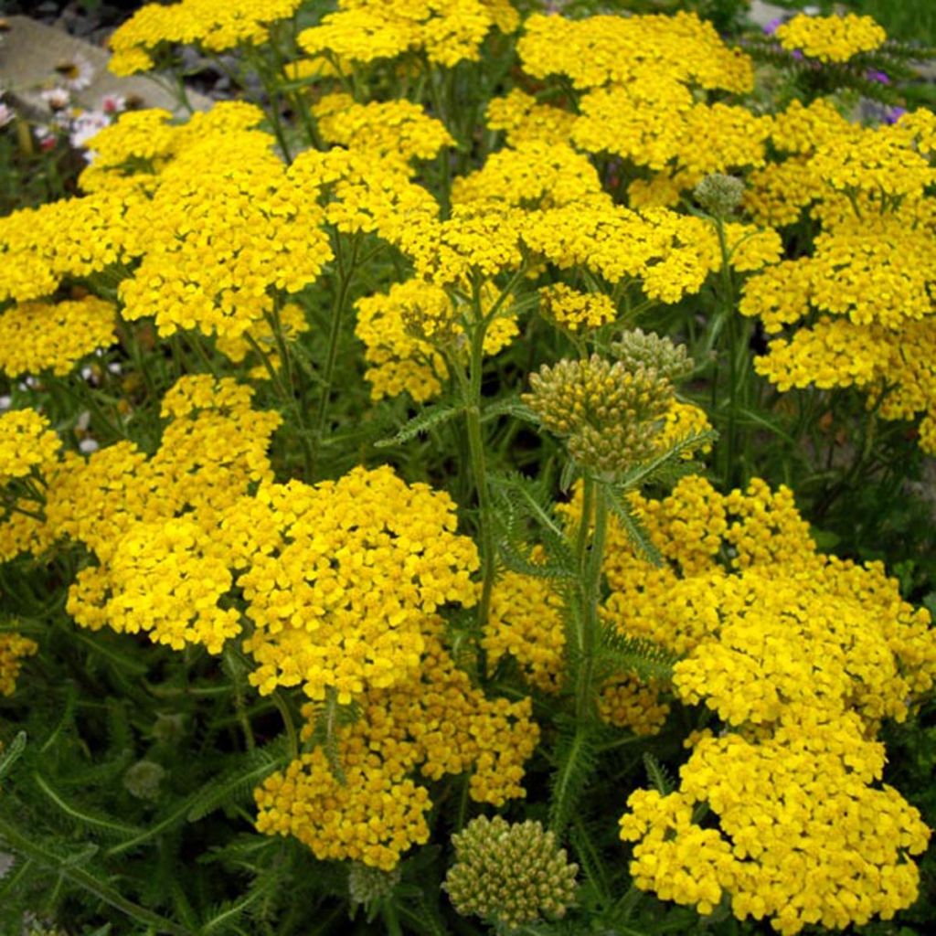 [0764] ACHILLEA TOMENTOSA (Caduc, 0/20)