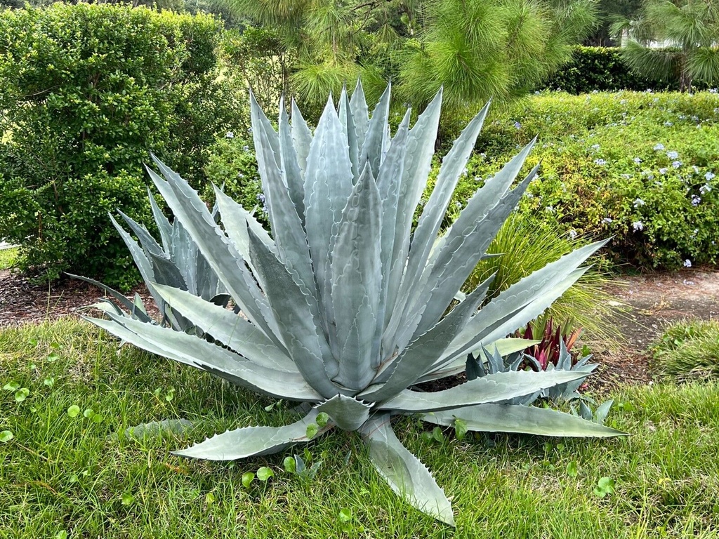 [0822] AGAVE AMERICANA (Persistant, 100/150)