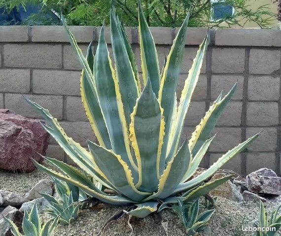 AGAVE AMERICANA VARIEGATA