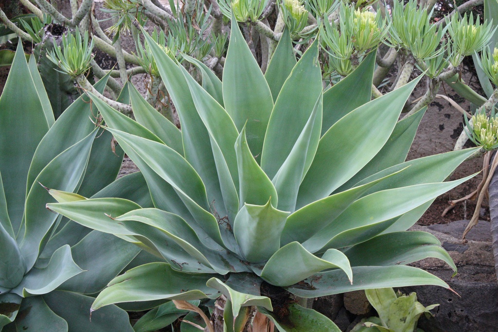 AGAVE ATTENUATA