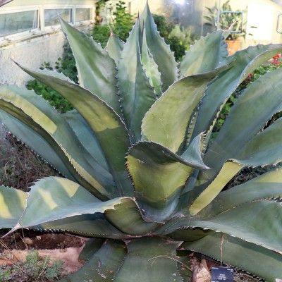 AGAVE FEROX