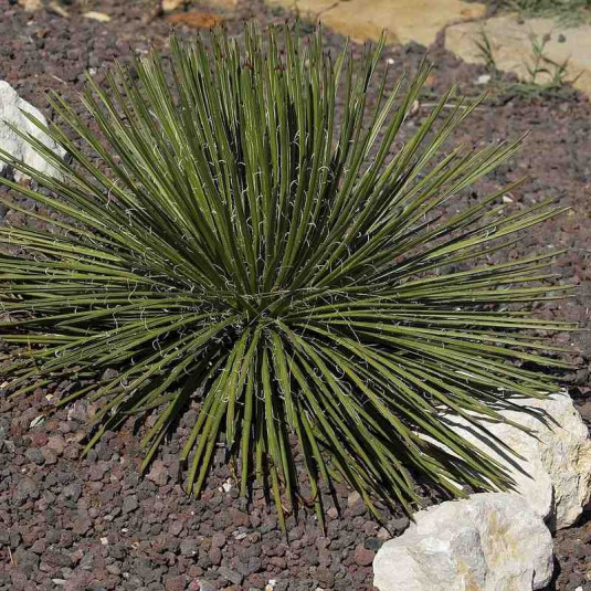 AGAVE GEMINIFLORA