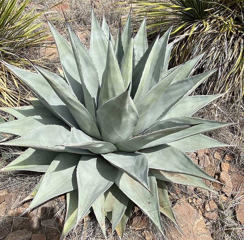 [0841] AGAVE HAVARDIANA (Persistant, 50/100)