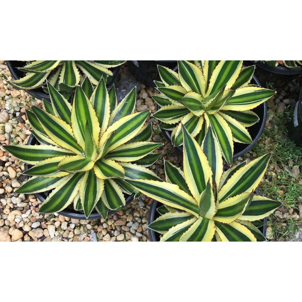 [0843] AGAVE LOPHANTHA QUADRICOLOR (Persistant, 50/100)